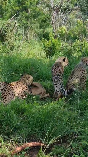Impala lamb escapes the jaws of these cheetah cubs. The mother had captured the impala for her cubs to learn hunting skills, but the cubs could not execute as the mother thought 😀🦌🐆 #cheetahs #cheetah #impala #bigcats #wildlife #nature #predators #hunting | Wildfriends Africa