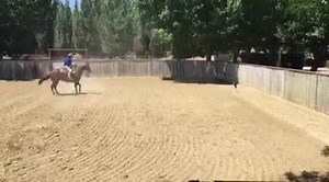 Monty and Chrome playing in their 'sand box' together | Monty Roberts