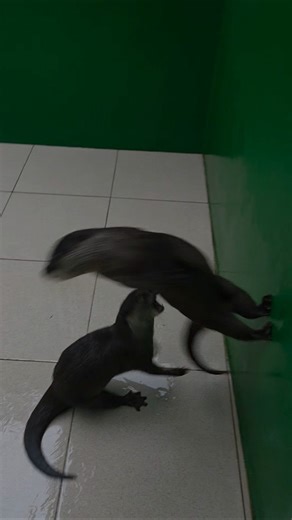 Siboni gak ada capek-capeknya ll Siboni never gets tired #siboni #otter #animals