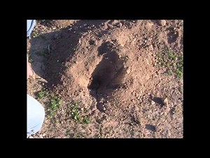 Trapping Gophers Part 1.