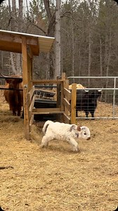 10K reactions · 6K shares | OMG!! How is this even real? #cows #farmlife #minicow #cow #miniature | Seven Daugherty Farm | Facebook