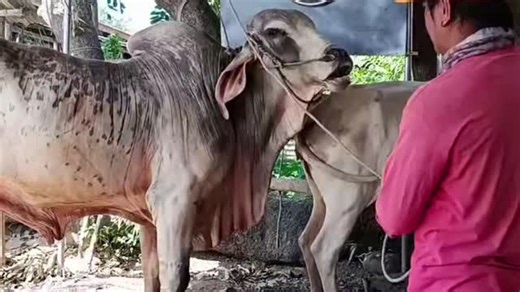 @cowmating316 on Instagram: "Cow mating #cow #mating #cattle #cowmating #love"