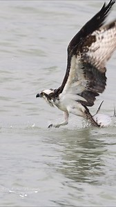 57K views · 1.9K reactions | A very ambitious osprey with a large fish | Harry Collins Photography | Facebook