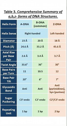 "A-DNA, B-DNA & Z-DNA Explained 🔬 |