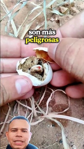 🐍 Are they born harmless... or already lethal? The truth about snakes fresh out of the egg