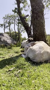 You can just hang out with the sheep in Scotland 😍 🏰 #Scotland #Scottishcastles #Castlesofscotland #ScotlandSheep #CastleViews #ScottishScenery #ExploreScotland #scotlandswild #scotlandlover #placestovisit | Scotland's Wild