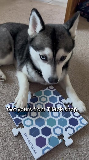 Training My Dog to Communicate Using ‘My Dog Talks’ Soundboard