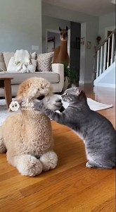 The First Meeting of the Cat and the Alpaca Family #animals #pets #cat #dog