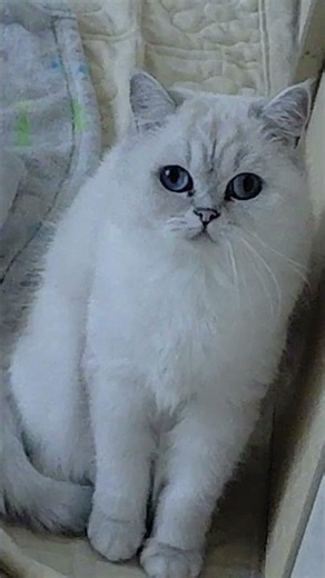고양이 사랑해💛💕❤️❤️‍🔥🌞☀️