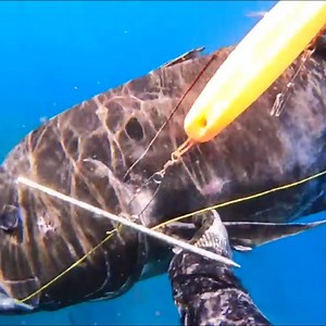 4.1M views · 107K reactions | Giant Trevally and Lobsters | Sea Discover | Facebook