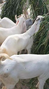 8.8K views · 201 reactions | 50 Bakra 2022 ki Qurbani ke liye normal sizeNaveen Goat Farm03487484726 | Naveed Goat Farm | Facebook