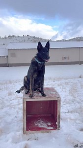 A common misconception about protection dogs is that they are intense, high-energy “attack” dogs that are difficult to live with. At Svalinn, our dogs are the complete opposite. Yes, they are highly trained and always aware of your safety, but they are also well-balanced, confident, and incredibly family friendly. A Svalinn dog is not just a guardian. They are a true companion. They can travel with you, accompany you to work, settle quietly at your feet, play gently with your children, and move 