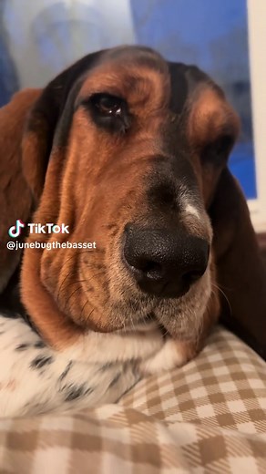 up close and personal #junebugthebassethound