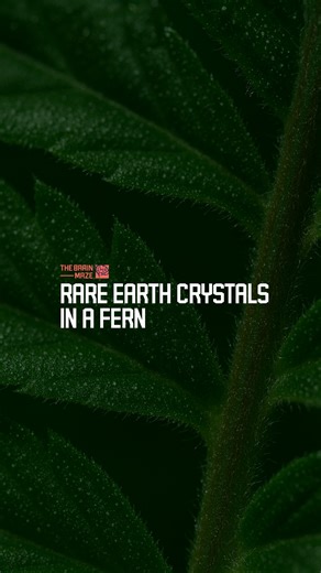 The First Discovery of Rare Earth Crystals in a Fern - A fern forms rare earth crystals under normal conditions, but what does this discovery really mean for the future of mineral extraction, and why are scientists from Environmental Science and Technology calling it a breakthrough in phytomining. If you’re enjoying the content and want to support us, consider subscribing! https://www.facebook.com/thebrainmazeofficial/subscribe/ | The Brain Maze