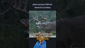 Whitetail deer spikes and culling strategies for landowners