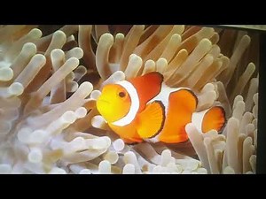 Finding Nemo Remake Part 6 Nemo gets Captured