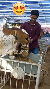 Cow Lovers ke jannat Dalfa Cattle Show | Biggest Cattle Expo🐄❤️ #reelsinstagram #reelsindia18M #reels #cattle #india | H Waleed Ahmed