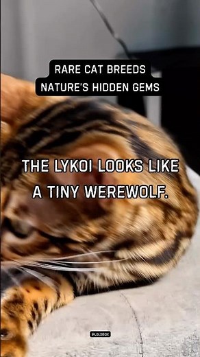 The Lykoi looks like a tiny werewolf.