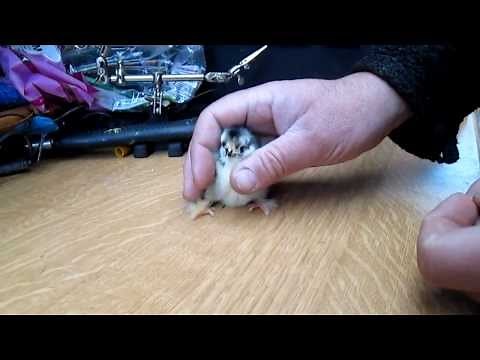 The Garden Hen-Splayed legs repair