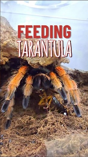 Feeding Giant Tarantula