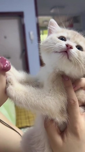 Adorable Kitten Meowing Compilation - Heartwarming Moments 🐱❤️