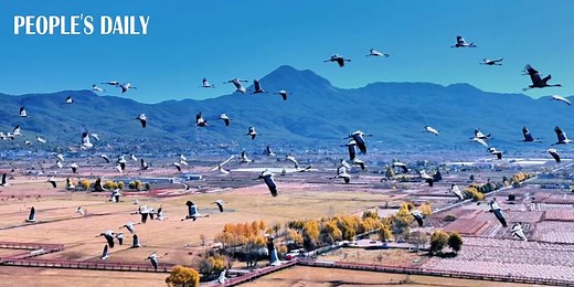 22K views · 233 reactions | Enjoy the breathtaking view of numerous migratory birds flying freely at the Lashihai wetland park in Lijiang City, southwest China's Yunnan Province. #birdwatching #biodiversity | People's Daily, China | Facebook