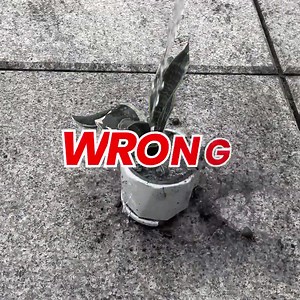 41K views · 1.2K reactions | ☘️Identifying plants and their diseases, save your plants in easy steps✨ | Plant Parent | Facebook