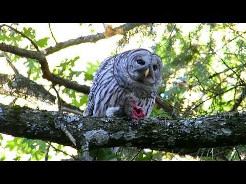 Barred Owl - A Rat's Worst Nightmare