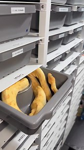 192K views · 2K reactions | #snakelover #ballpythonlove #snek #royalpythons #morph #morphs #livingart #beardeddragon #herpetology #lizard #boa #animal #reptilelove #leopardgecko #snakelife #petsnake #gecko #clownballpython #ballpythoncollection #ballpythonmorphsofinstagram #exotic #nature #reticulatedpython #cornsnake #snakelove #snakekeeper #bananaballpython #boaconstrictor #lizards #piedballpython | Xclusive ball pythons | Facebook