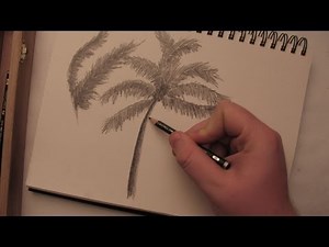 How to Draw a Palm Tree in Pencil