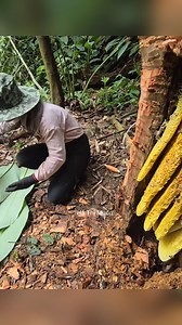 Harvesting Wild Honey with a Loyal Companion - ha thi muon #hathimuon #harvest #livewhitnature | SRTV Club