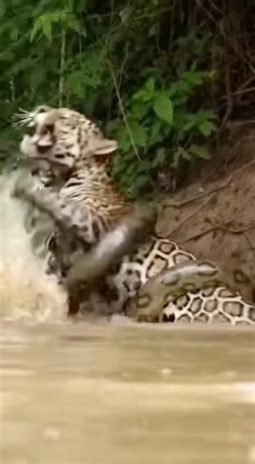 En el agua… el jaguar no manda 😨🐆🐍