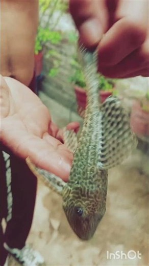 El "Pez Diablo" o también conocido como limpia peceras o pleco (plecostomus) y usted cómo le conocen