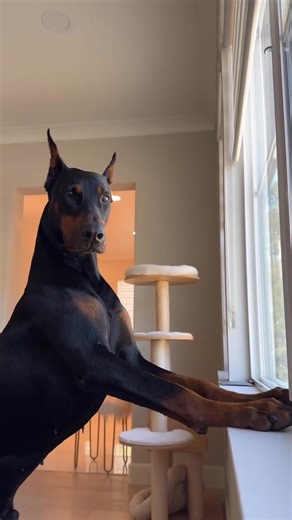 My handsome boy🤎🖤 . . . #doberman #dobermanpinscher #dog | Doberman Lovers & Owners