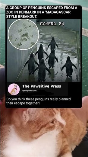 Real Life Madagascar: Penguins Caught Escaping Zoo!