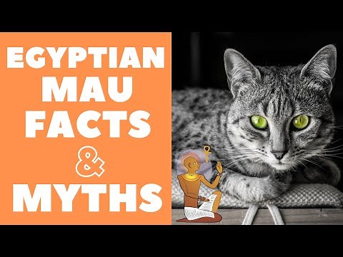 Egyptian Mau Cats 101 : Fun Facts & Myths