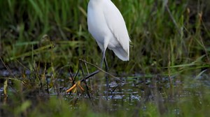 Little Egret Hunting Beetle Larvae