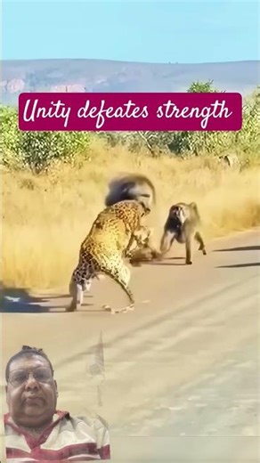 unity defeates strength #leader monkey with its unity defeated the king of jungle loin #shorts #vira