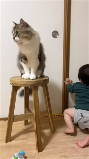 Boy: "Just 5 minutes outside, please…" 🥺Cat: "Absolutely not! You’re not going anywhere, kiddo! Sit down!" 😾This isn’t a pet… this is a full-time 5-star bodyguard and professional babysitter! 💗