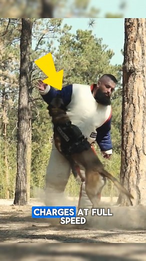 A guard dog training suit functions by protecting trainers during intense bite and attack exercises while allowing full movement. Made from durable, puncture-resistant materials, it ensures safety and precision. Perfect for Facebook promotion—this captivating training gear draws high engagement, attracts pet enthusiasts, and delivers excellent CPC earnings in the safety and animal niche. Credit : @CCSOFLVideos, @PlacesToVisit, @RayAllenK9, @CentrefireMalinois /YT #dog #training #safetyfirst #tra