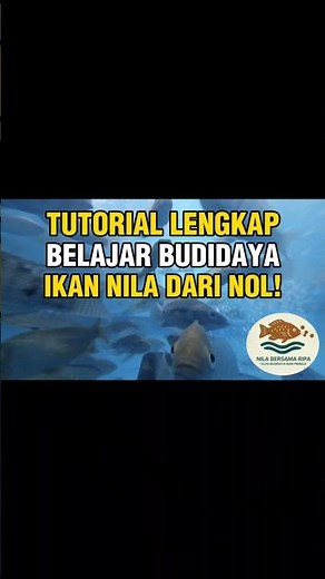 TUTORIAL LENGKAP BELAJAR BUDIDAYA IKAN NILA DARI NOL!✨️ | Full Recap!