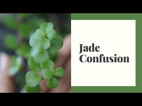 Jade Confusion | Portulacaria Afra vs Crassula Ovata