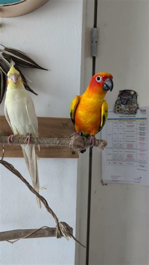 Sun Conure Dancing | Funny Bird Moments 2026 #birds #shorts