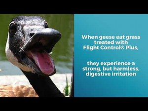 What is Flight Control® Plus? The Solution to your Goose Problems!