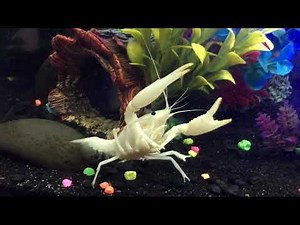 Spector White Crayfish Tank