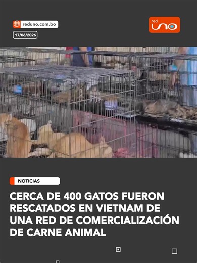 Cerca de 400 gatos vivos, varios de ellos robados a sus cuidadores, fueron rescatados en la ciudad vietnamita de Ho Chi Minh durante un operativo policial que desmanteló una red criminal que comercializaba la carne de estos animales en el país. El Zoológico de Saigón ha difundido este miércoles fotografías de gatos rescatados durante la redada de la semana pasada, que acabó con la detención de nueve personas, quienes confesaron haber capturado con trampas a cientos de gatos en los últimos tres a