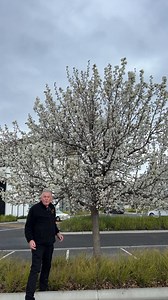 Love how Ornamental Pears flower and colour together, but don’t want to wait much longer for flowers? Manchurian is the perfect variety for you. 🌼 Buy Manchurian Ornamental Pear here: https://www.thetutuguru.com.au/shop/manchurian-ornamental-pear/ #hellohelloplants #nursery #melbourne #australia #ManchurianOrnamentalPear #beautifulplants #floweringtrees #landscape #springblossom | Hello Hello Plants & Garden Supplies