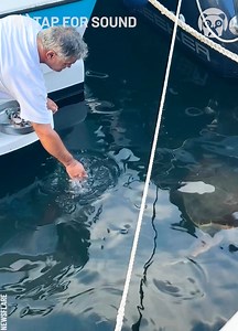 260K views · 4.2K reactions | Feeding a sea turtle by hand! | Science, Tech and Universe | Facebook