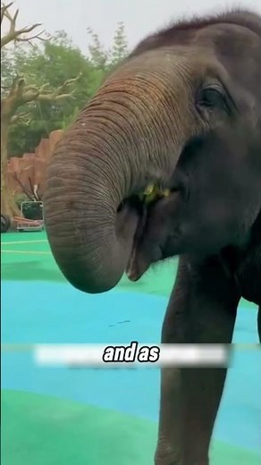 Why This Girl Collects Elephant Poop 🐘💩