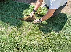 How much do lawns cost in NZ | Article